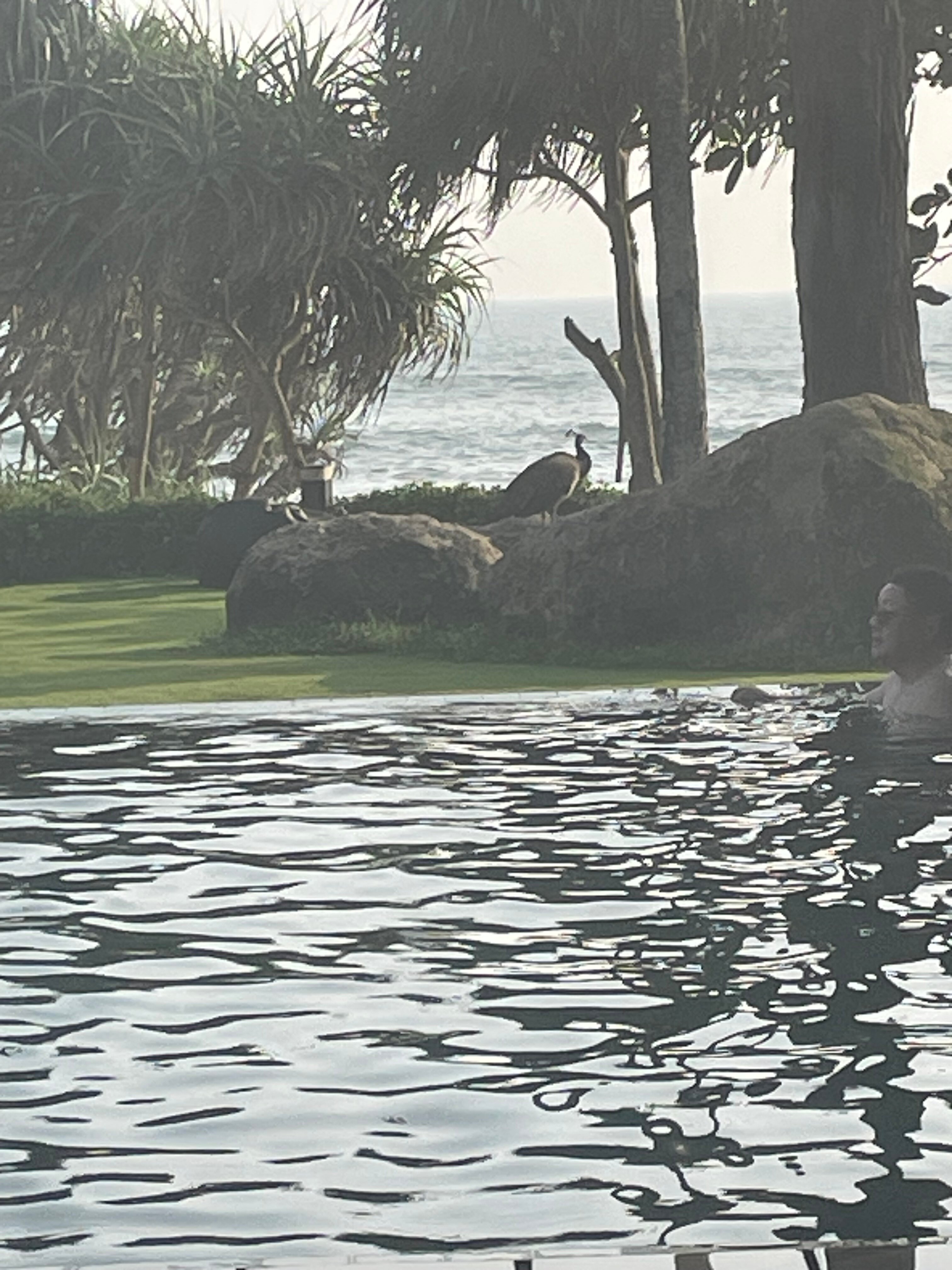 Le Grand Galle-泳池