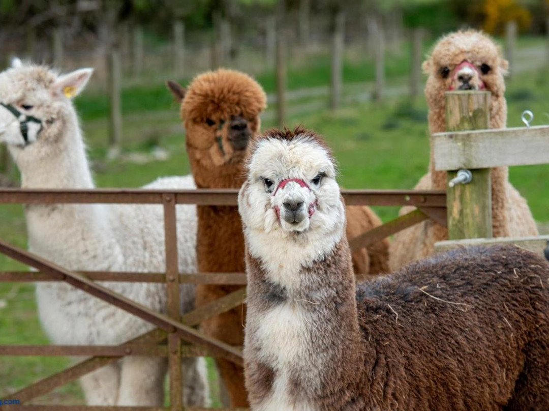 K2Alpacas