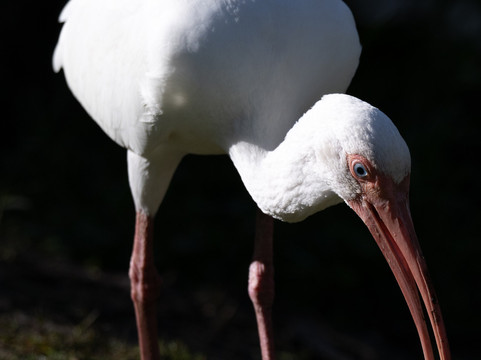 White City Park-匹尔斯堡必去景点