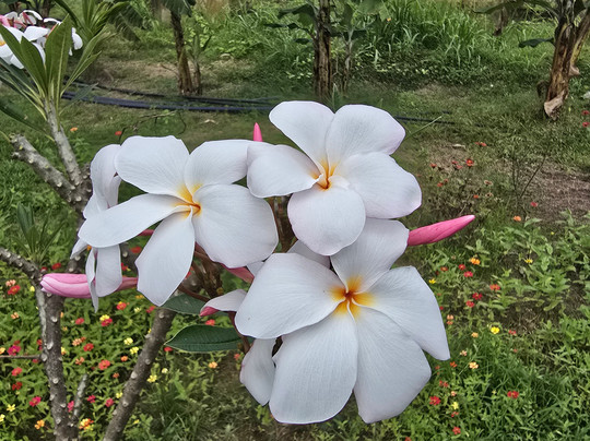 H.O.T Tourism-科伦坡必去景点