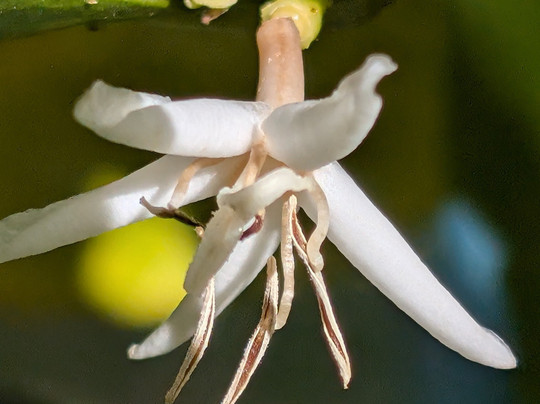Iwanna Boquete Tours-波魁特必去景点