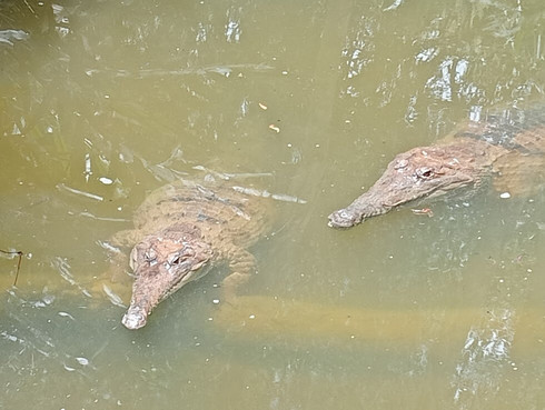 Hartley's Crocodile Adventures-Wangetti必去景点