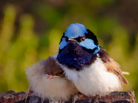 The Western Treatment Plant-韦里比必去景点