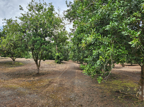 冒纳罗亚火山豆工厂-可亚奥必去景点