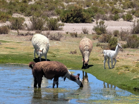 sajama expediciones-圣佩德罗-德阿塔卡马必去景点