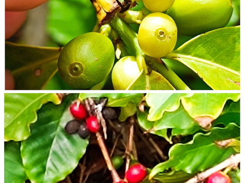 Trip Gran Canaria-大加那利岛拉斯帕尔马斯必去景点