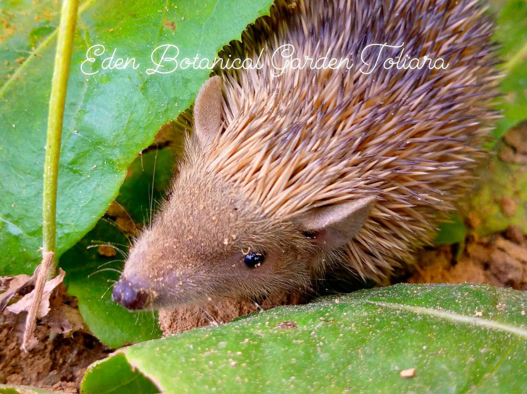 Eden Botanical Garden Toliara-Toliara必去景点