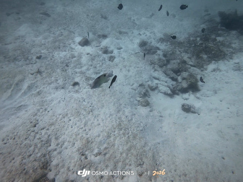 Leisure Dive Center-大皮皮岛必去景点