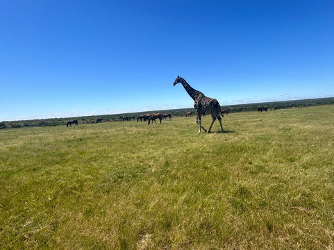 Antelope Park-圭洛必去景点