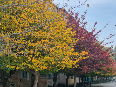 Gala Avenue-连科兰必去景点