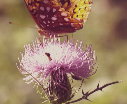 Afton State Park-黑斯廷必去景点