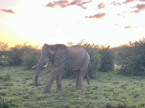 Nature Insight Safaris-内罗毕必去景点