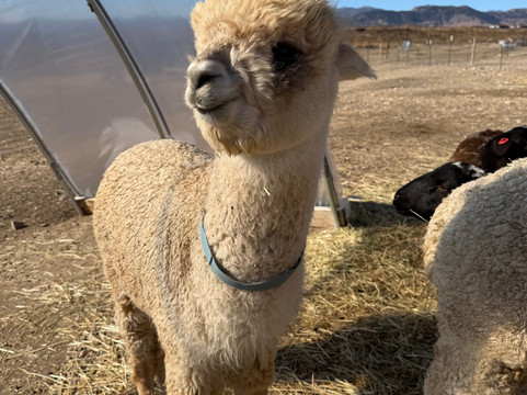 My She Was Yarn Alpacas-阿瓦达必去景点