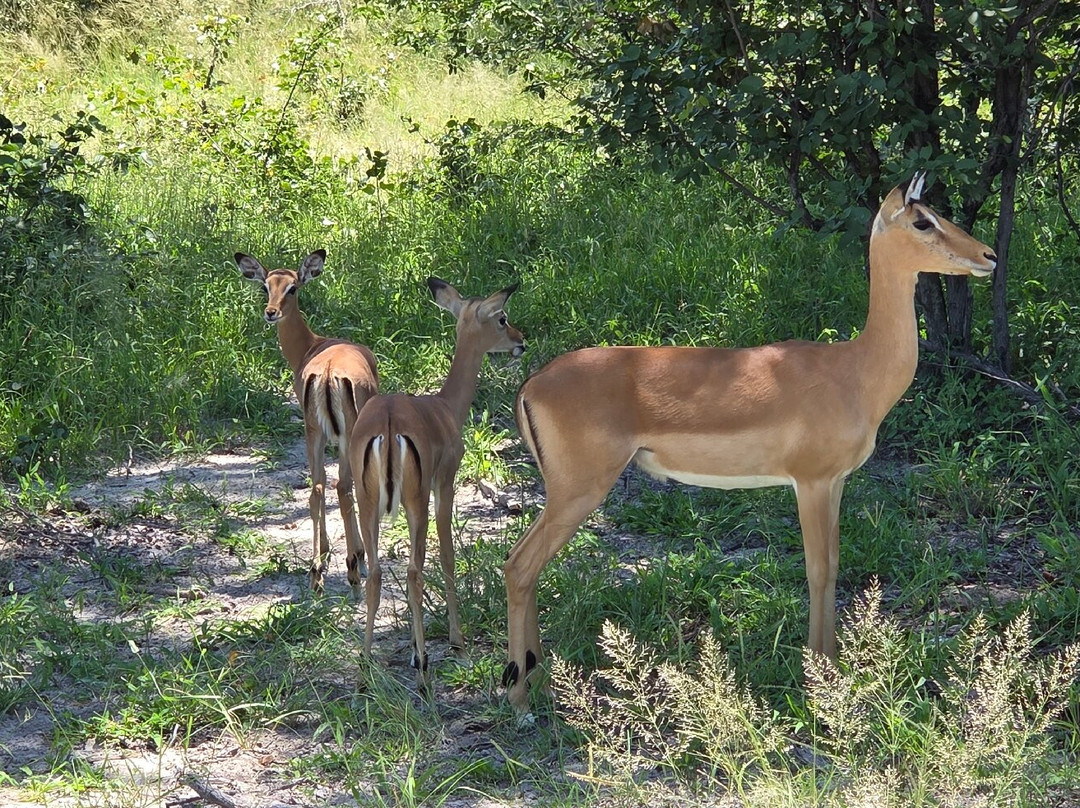 Mosu Safari Tours-马翁必去景点