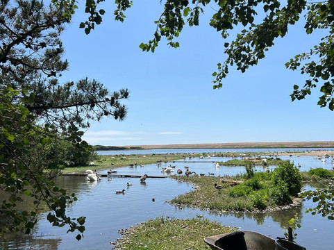 Abbotsbury Swannery-Abbotsbury必去景点