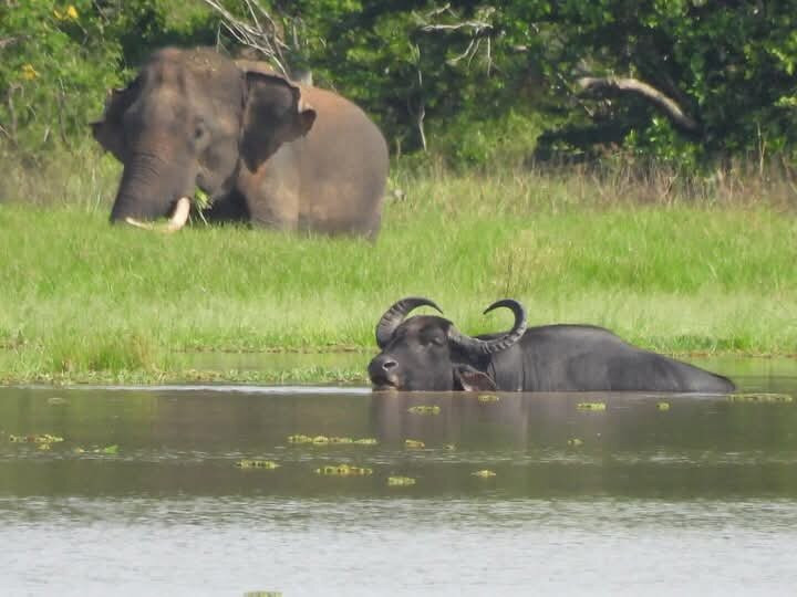 Romana Lanka Yala Tours-蒂瑟默哈拉默必去景点