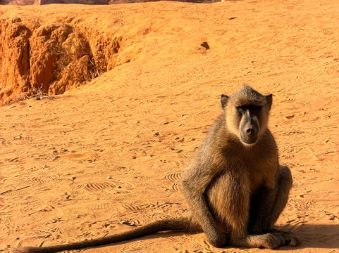 Kenya Safaris con Beka Day Tours-瓦塔木必去景点