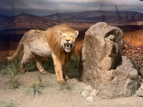 Ice Age Centre-塔尔图必去景点