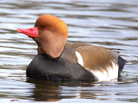 Pensthorpe-Fakenham必去景点