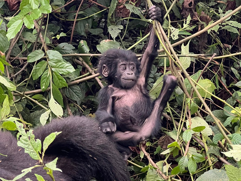 African Gorilla Expeditions-坎帕拉必去景点