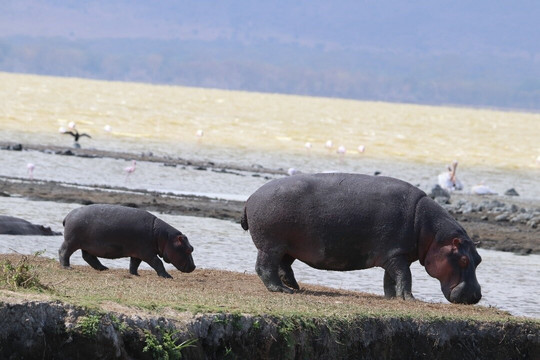 Regal African Safaris-Usa River必去景点