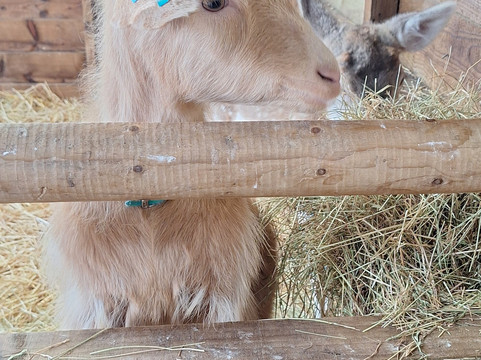 Small Breeds Farm Park-Kington必去景点