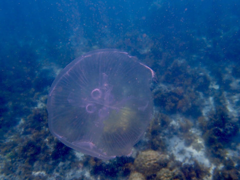 Fun Divers Zanzibar-奔巴岛必去景点