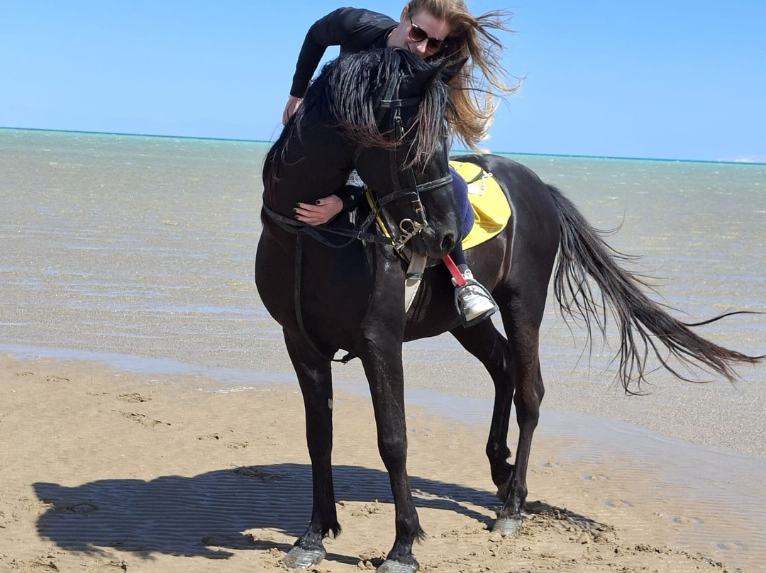 Yallahorse Stable-艾高娜必去景点