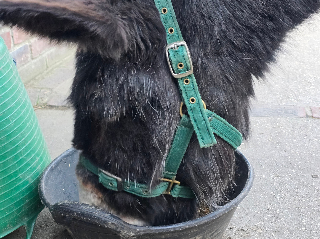 Brockenhurst Donkey Walks-Brockenhurst必去景点