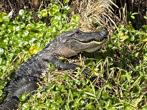 St. John's River Eco Tours, LLC-DeBary必去景点