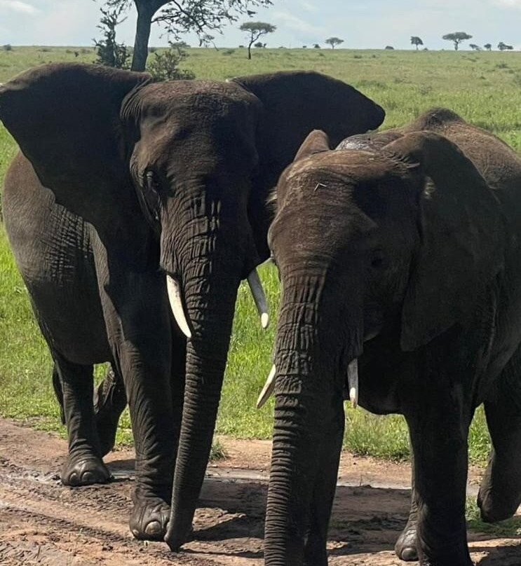 Ongeri Expeditions-Luxury Safaris-Karen必去景点