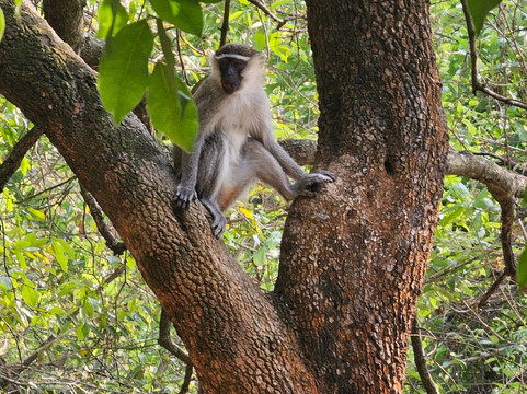 Wild Whispers Africa-马辛迪必去景点
