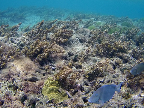 Tarzan Excursion Guadeloupe-Sainte-Anne必去景点