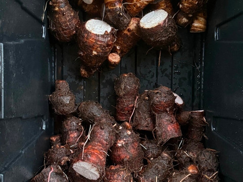 Hawaiian Culture Center-柯蒂斯城必去景点