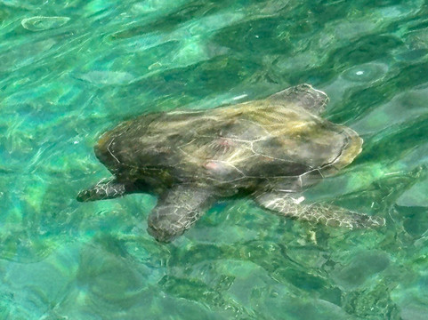 Kélonia-圣亮必去景点