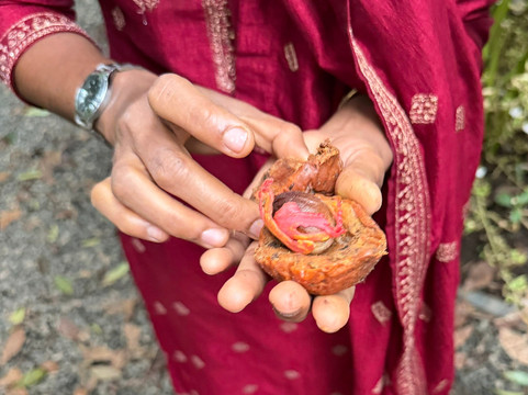 Jikkus tropical spice farm