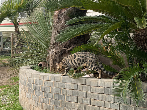 Les Animaux De Fairytale-Cap-d'Agde必去景点