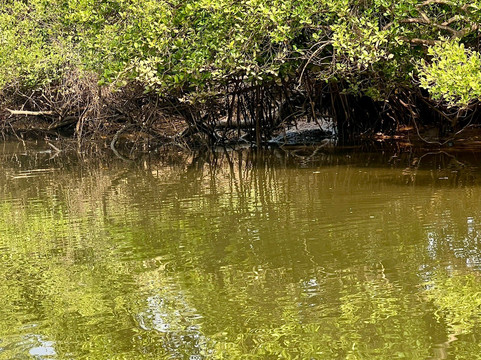 Jake The Snake Boat Trip-Tiswadi必去景点