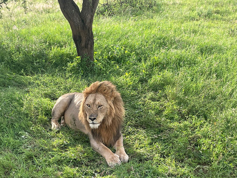 Safari Avventura-阿鲁沙必去景点