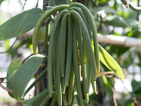 The Vanillerie-凯鲁瓦-柯纳必去景点