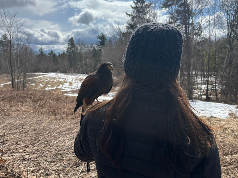 Monadnock Falconry-Temple必去景点