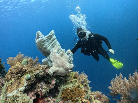 Honu Dive Center-Doljo必去景点
