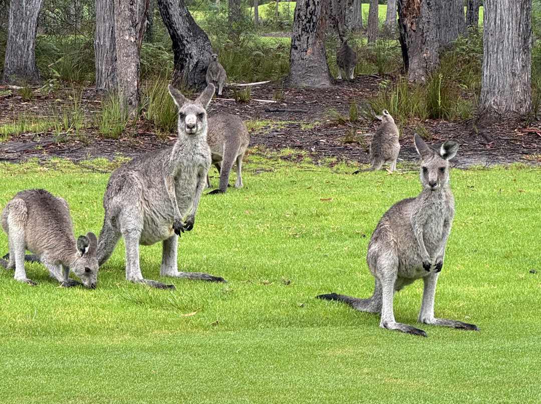 Pambula Merimbula Golf Club-梅林布拉必去景点