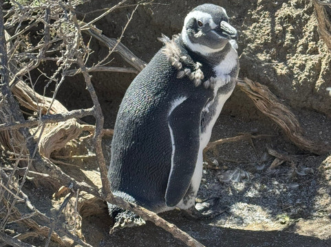 El Pedral Estancia主图