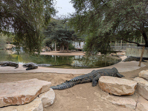 Dubai Crocodile Park-迪拜必去景点