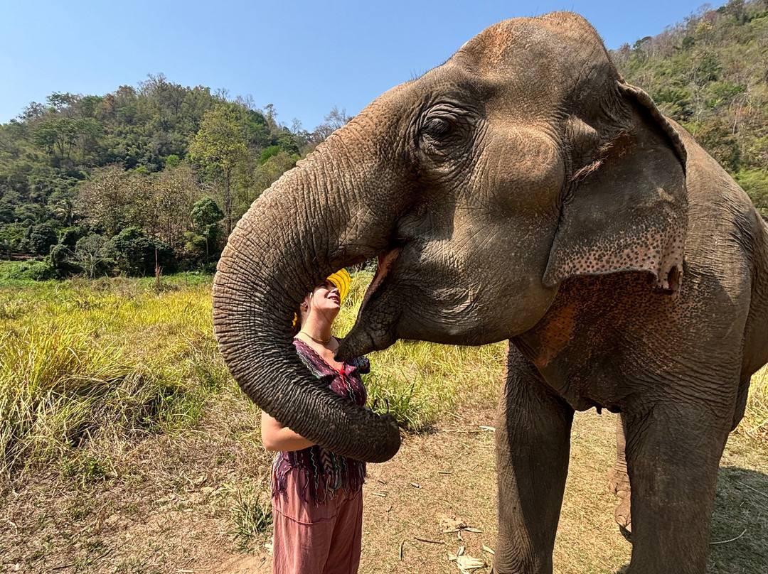 Doi Lom Elephant Rescue Sanctuary-夜登必去景点