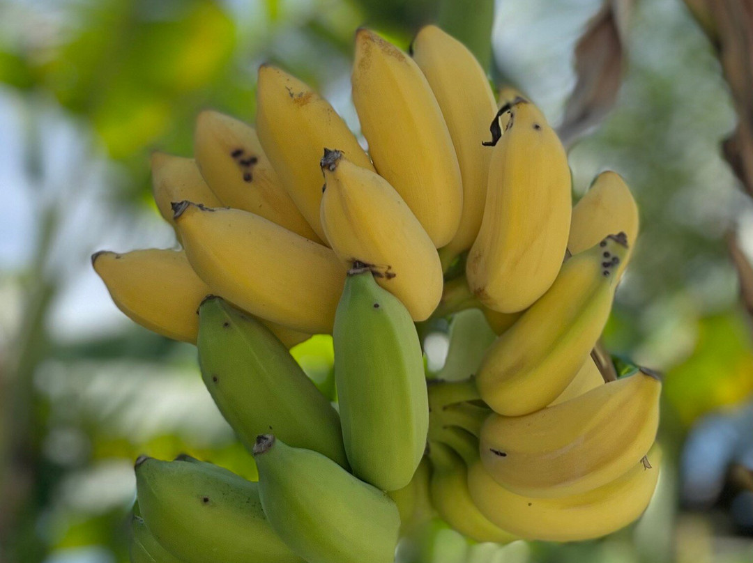 雷特海滩-芽庄必去景点