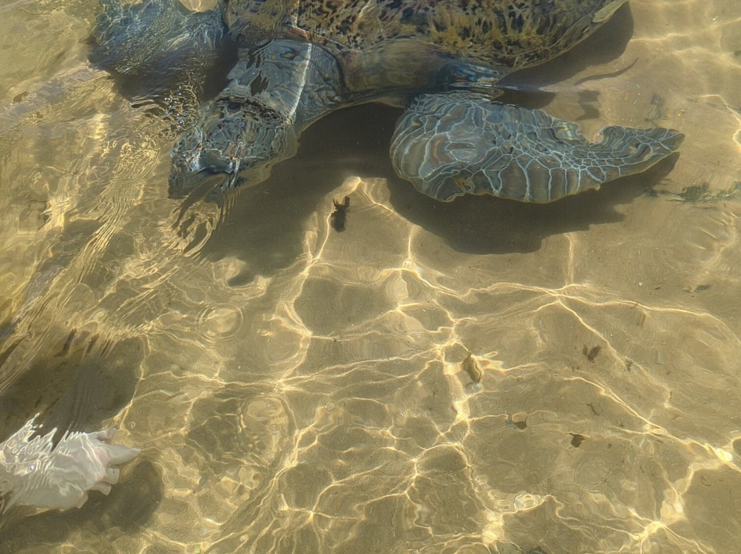 Turtle Beach-希克杜沃必去景点