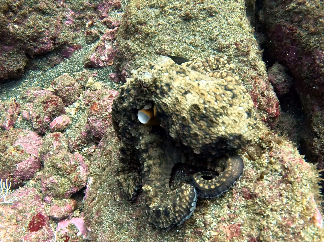 Panama Dive Center-Santa Catalina必去景点