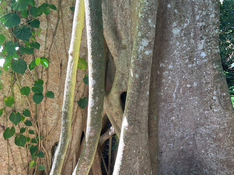 Sea Acres Rainforest Centre Port Macquarie-麦克夸利港必去景点